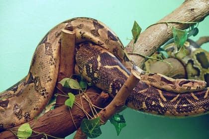 Half Day Tour to Nairobi National Museum & Snake Park