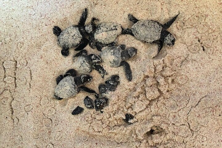 Isla Saona Speedboat Adventure - Lunch, Wildlife & Natural Pools 6