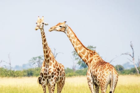 Nairobi National Museum & Snake Park Guided Tour: Explore Kenya's Wildlife