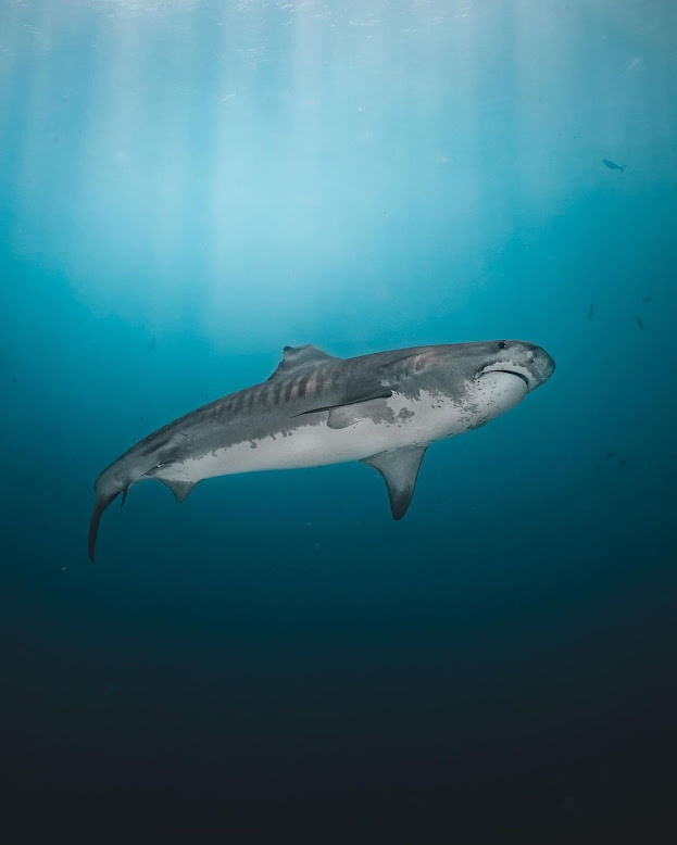 独特の縞模様と力強い存在感を見せる、フヴァームラの海を泳ぐイタチザメの写真