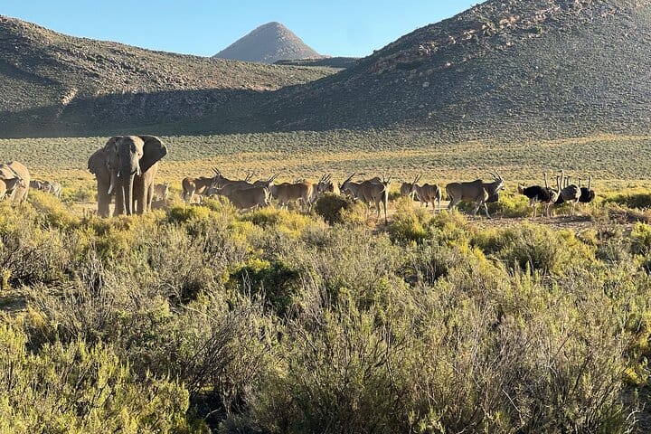 Cape Town Aquila Game Reserve Big 5 Sunset Safari with Transport