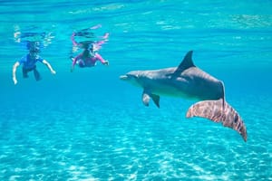 Dolphin House Royal Sea Trip Water Sports W/Transfer - HURGHADA