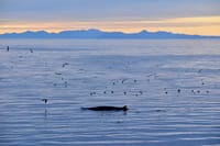 Reykjavík Classic Whales in the Midnight Sun 3