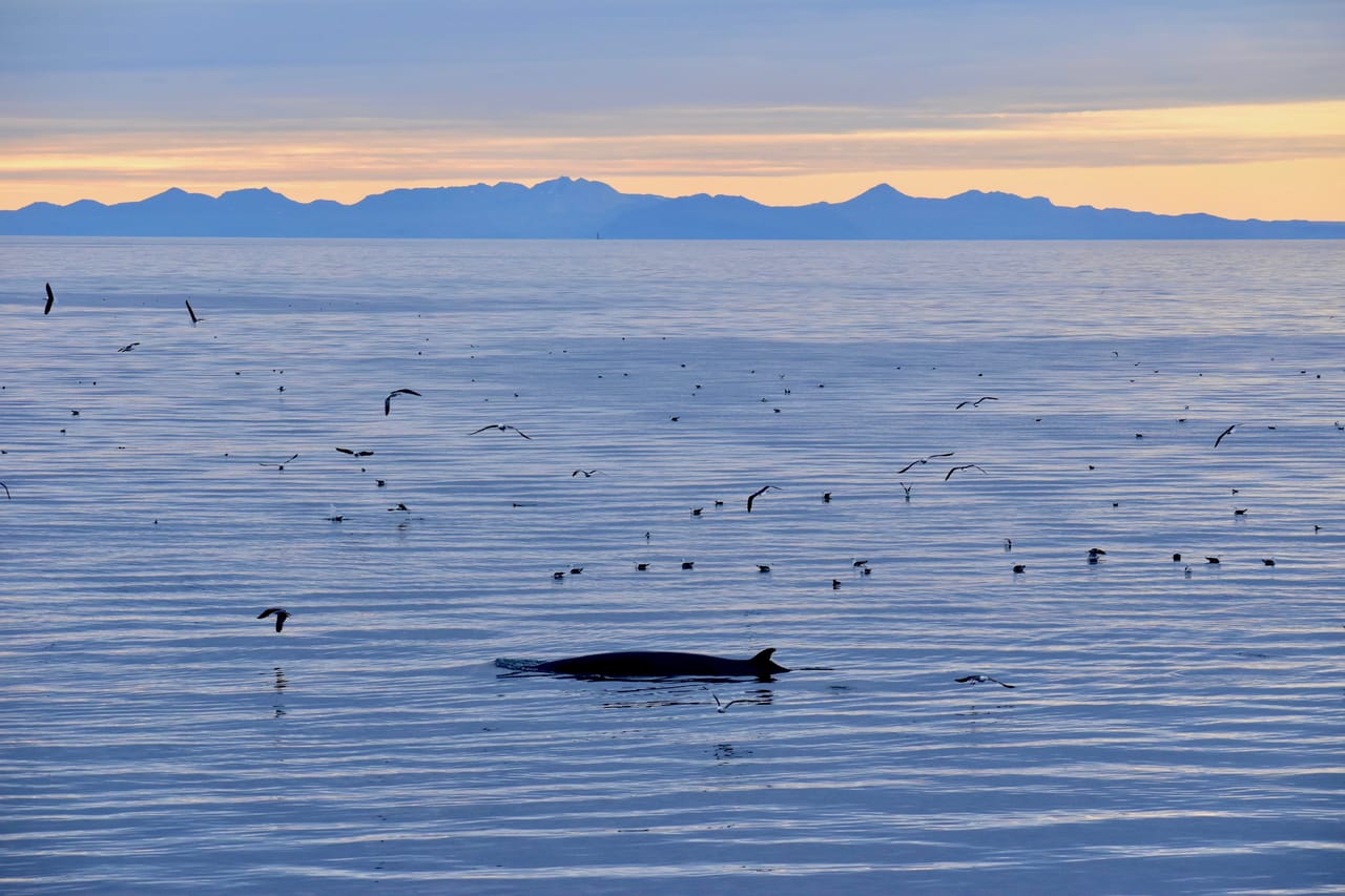 Reykjavík Classic Whales in the Midnight Sun 3