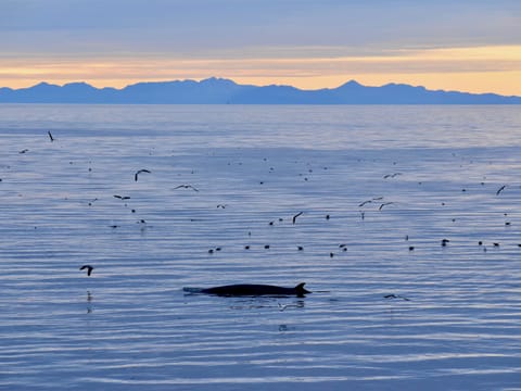 Reykjavík Classic Whales in the Midnight Sun, photo 4