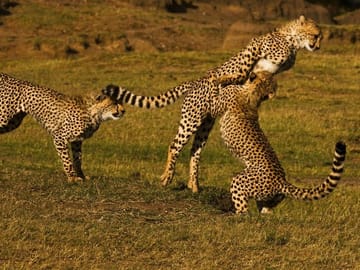 2 Days Masai Mara Group Safari in 4WD Jeep From Nairobi