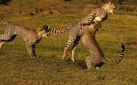 2 Days Masai Mara Group Safari in 4WD Jeep From Nairobi