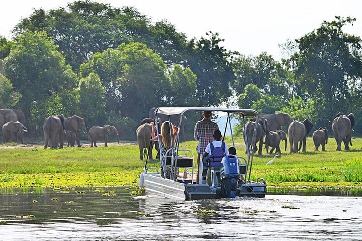 5 Day Wildlife and Gorilla Safari in Africa