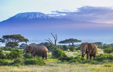 3 Days Amboseli and Tsavo West National Park Safari From Nairobi