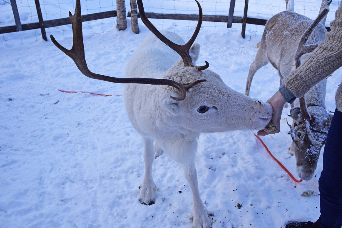 Feeding a reindeer