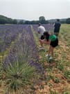 Live a real and unique experience in a lavender field 1