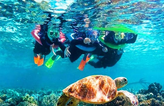 North Side Snorkel Adventure, Shipwreck, Starfish & Blue Channel