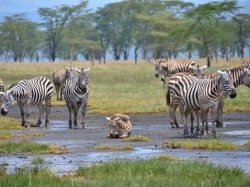 Zebra in the Lake Nakuru Park