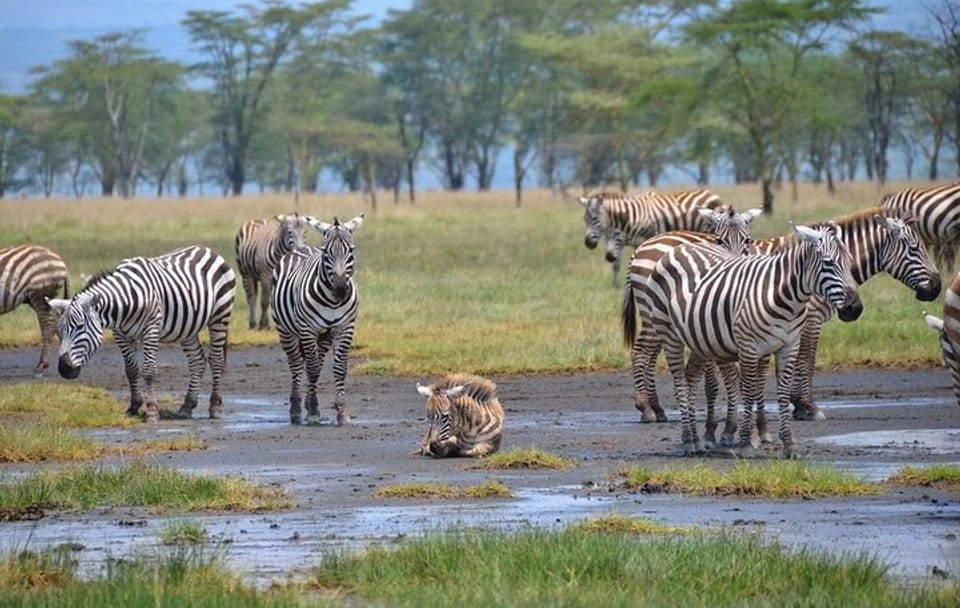 6 Days and 5 Nights Guided Safari Tour in a Land Cruiser