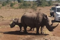 Game drives Nairobi National Park