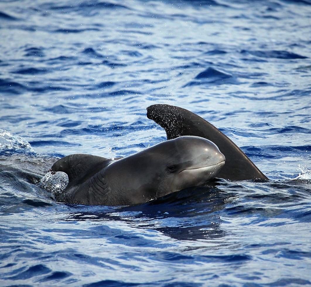 whale dolphins watching tour madeira funchal