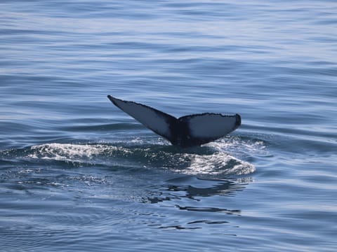 Whale Wonders: Morning Expedition