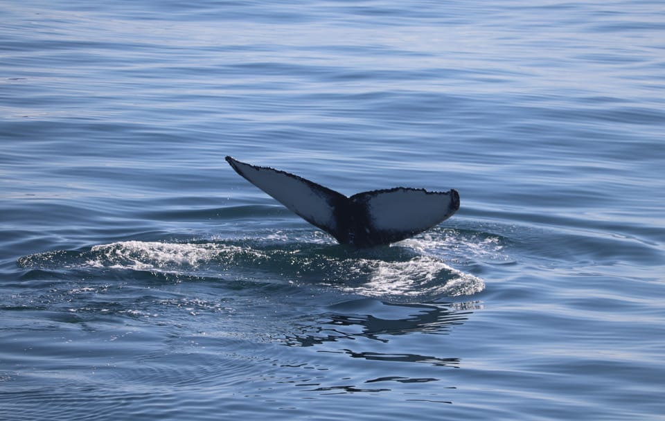 Whale Watching Adventure in Reykjavík, Iceland