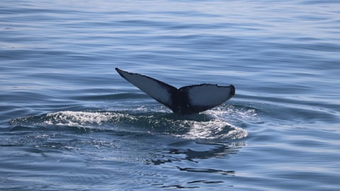 Whale watching: Reykjavík or Húsavík?