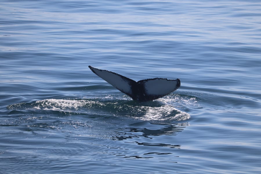 Whale Wonders: Morning Expedition