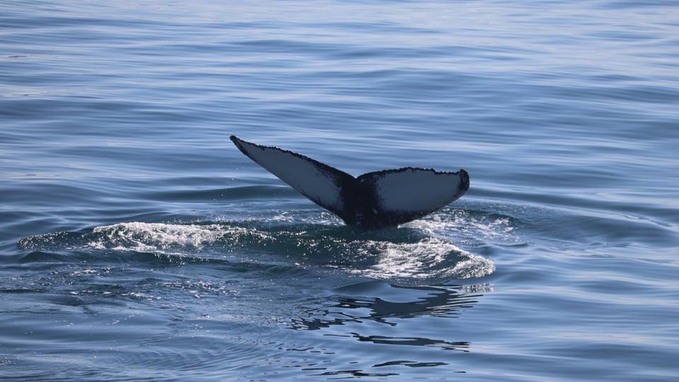Whale watching: Reykjavík or Húsavík?