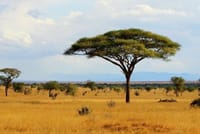 Don't miss this nature