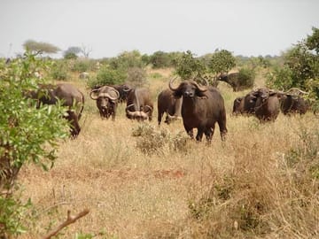 Buffalos at Tsavo East