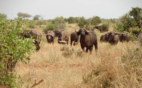 2-Day Wildlife Safari from Mombasa to Tsavo East National Park