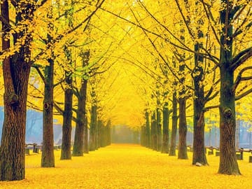 Nami Island