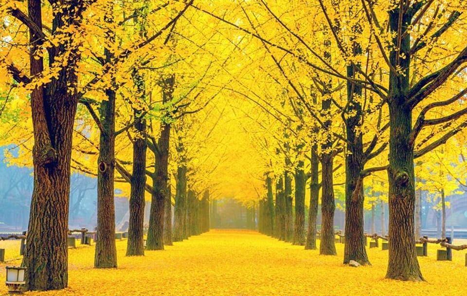 Customizable Full-Day Tour of Nami Island and Chuncheon