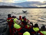 Akureyri Express Whales in the Midnight Sun 9