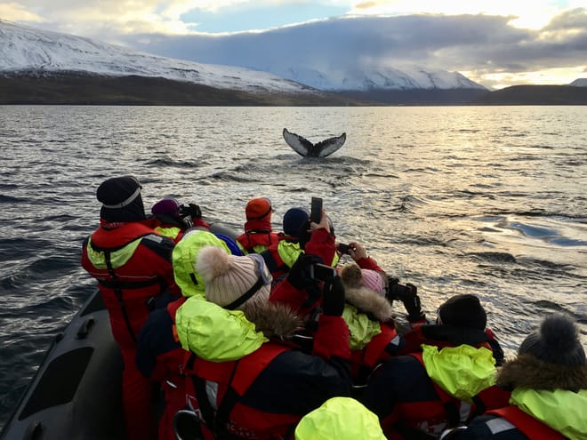 Akureyri Express Whales in the Midnight Sun 9