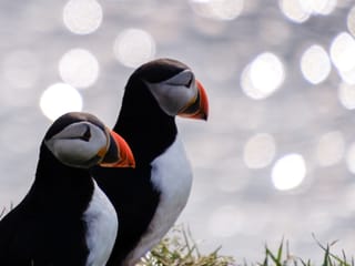 Private Eastfjords Seasonal Wildlife Tour from Seyðisfjörður, photo 21