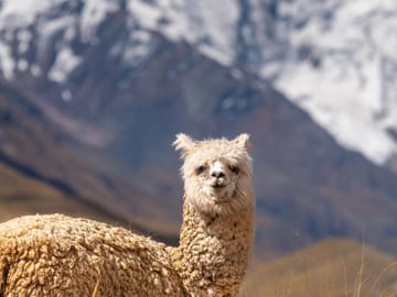Pastoruri Glacier Adventure Tour in Huaraz, Peru