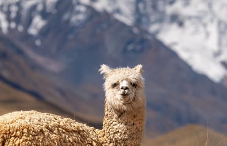 Pastoruri Glacier Adventure Tour in Huaraz, Peru