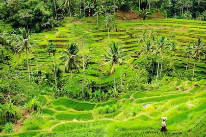 Morning Trekking at Bukit Cinta Ubud