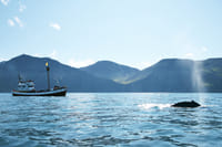 Whale watching in Skjálfandi Bay