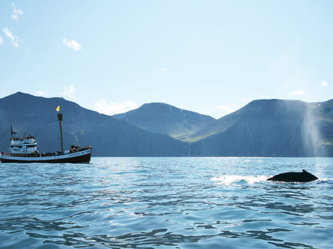 Whale watching in Skjálfandi Bay