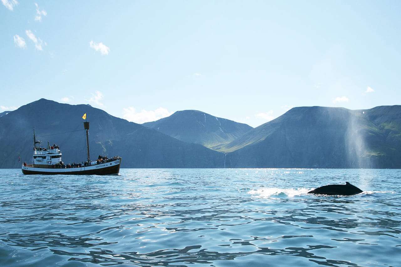 Whale watching in Skjálfandi Bay