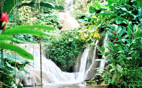 Dunn's River Falls and Ocho Rios Tour from Montego Bay