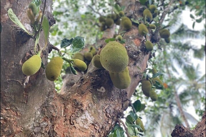 Turtle Beach Boat Tour & Mud Bath & Thermal Pool in Marmaris
