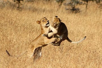 Serengeti National Park Camping Safari in Tanzania Multi Day Tour