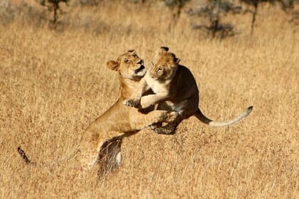 Serengeti National Park Camping Safari in Tanzania Multi Day Tour