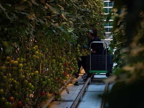 Friðheimar, a tomato farm where you will have a delicious lunch (lunch not included)