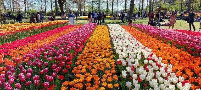 Rows of pink, orange, white and red tulips growing in a garden at Keukenhof, with visitors walking among the flower beds and trees in the ba