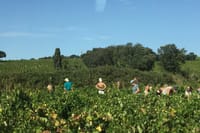 Heritage, wines and gastronomy - 3-day tour 2
