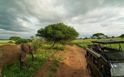 11-Day Safari Adventure in Kenya and Tanzania