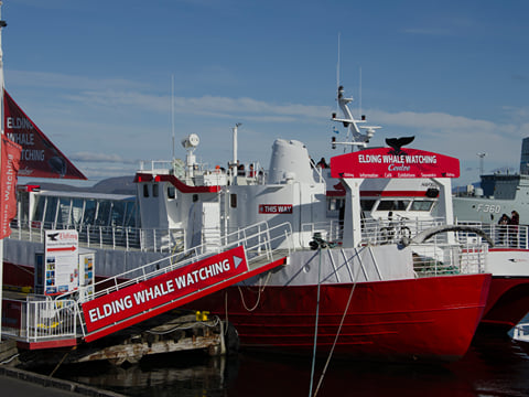 Reykjavík Classic Whale Watching , photo 41