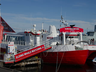 Reykjavík Classic Whale Watching , photo 41