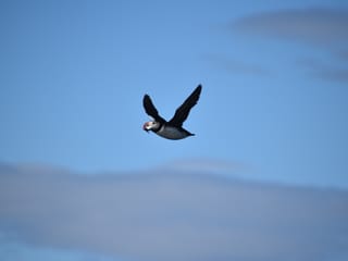 Reykjavík Classic Puffin Watching, photo 22